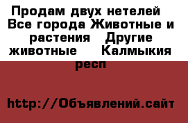 Продам двух нетелей - Все города Животные и растения » Другие животные   . Калмыкия респ.